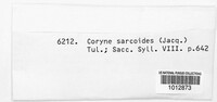 Ascocoryne sarcoides image